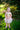 Ballet Tutu Dress - Bimbo Concept