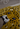 Cheetah Rug - Bimbo Concept