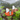 Sailing Boat - Penguin - Bimbo Concept