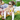 WOAM Sun Glasses - Bimbo Concept