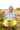 Glitter Bumblebee Set - Bimbo Concept