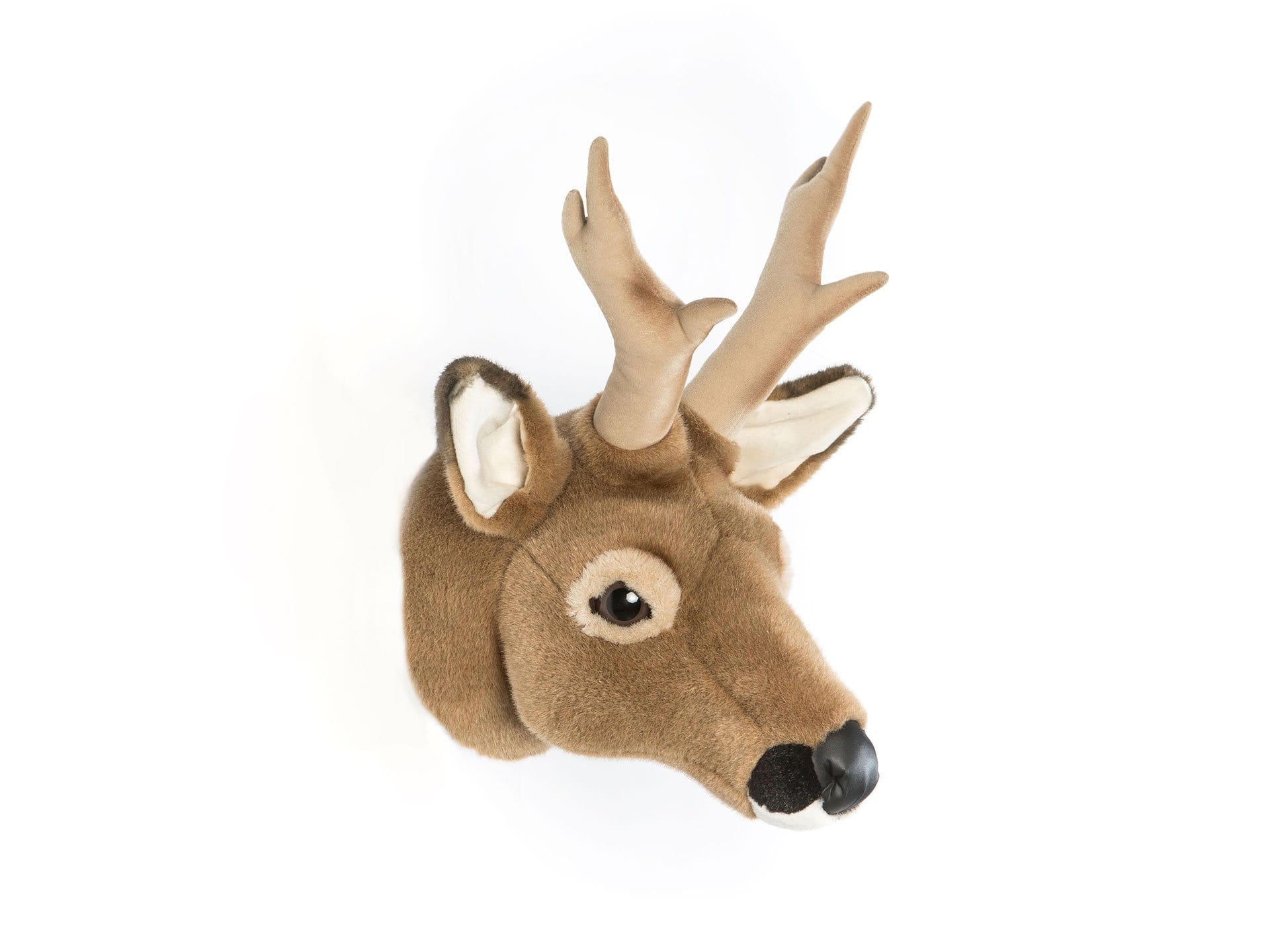 Trophy Roe-Deer Toby