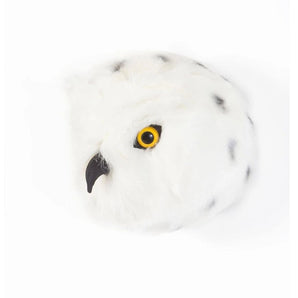 Trophy snowy owl, Chloe