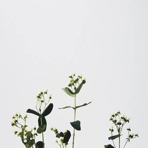 Flower Holder - BLACK - Bimbo Concept
